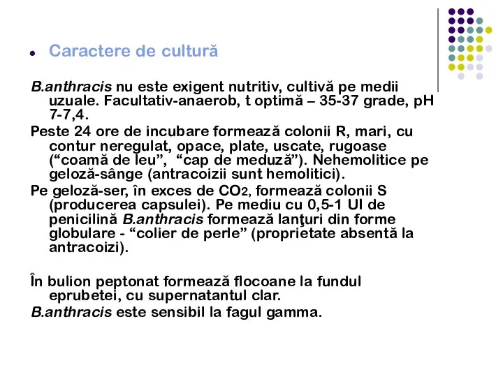 Caractere de cultură B.anthracis nu este exigent nutritiv, cultivă pe medii uzuale.