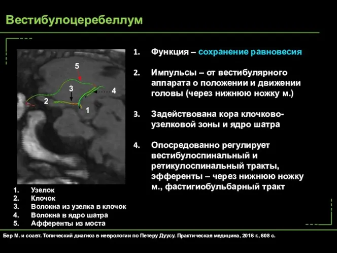 Функция – сохранение равновесия Импульсы – от вестибулярного аппарата о положении и