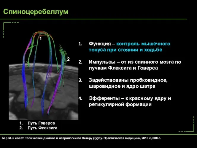 Функция – контроль мышечного тонуса при стоянии и ходьбе Импульсы – от