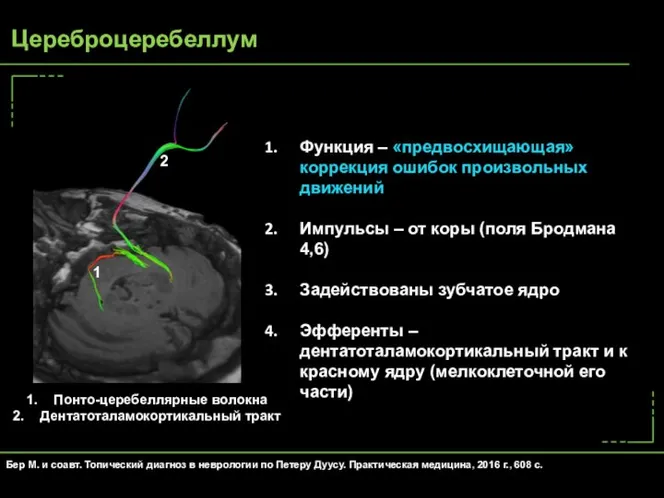 Функция – «предвосхищающая» коррекция ошибок произвольных движений Импульсы – от коры (поля