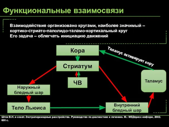 Взаимодействие организовано кругами, наиболее значимый – кортико-стриато-палолидо-таламо-кортикальный круг Его задача – облегчать