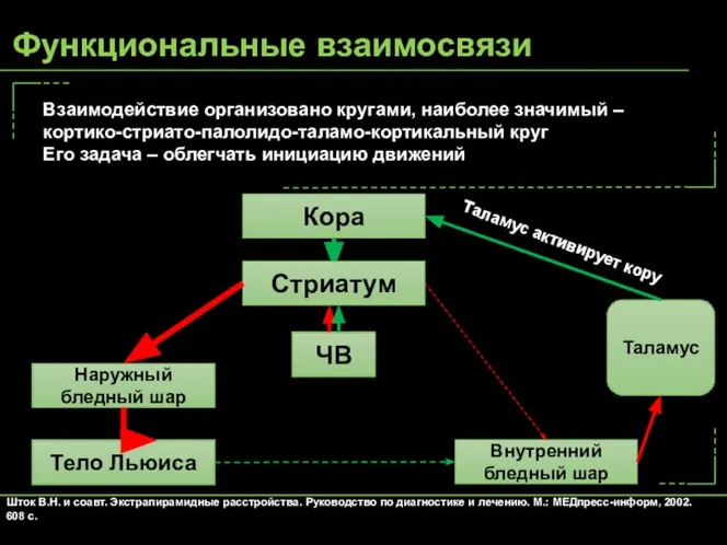 Взаимодействие организовано кругами, наиболее значимый – кортико-стриато-палолидо-таламо-кортикальный круг Его задача – облегчать