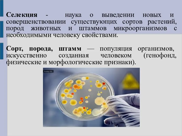 Селекция - наука о выведении новых и совершенствовании существующих сортов растений, пород