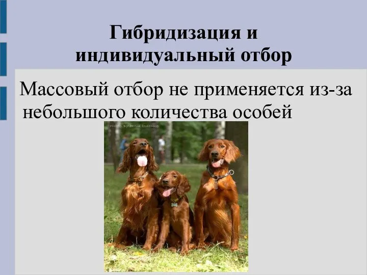 Гибридизация и индивидуальный отбор Массовый отбор не применяется из-за небольшого количества особей