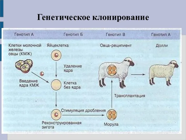 Генетическое клонирование