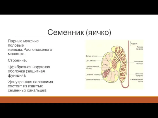 Семенник (яичко) Парные мужские половые железы. Расположены в мошонке. Строение: 1)фиброзная наружная