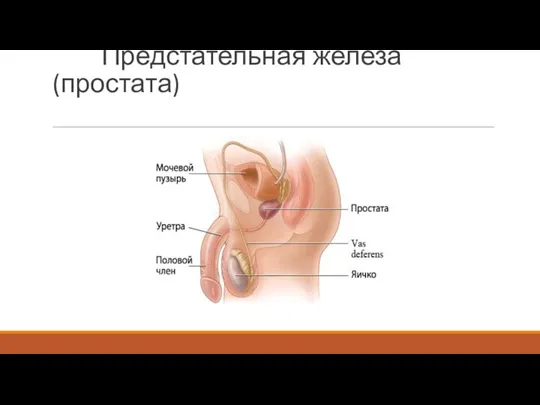 Предстательная железа (простата)