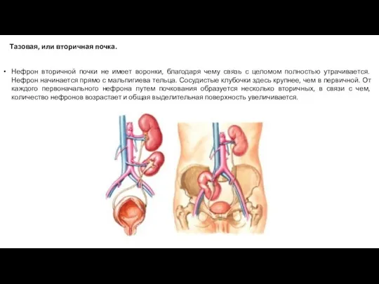 Тазовая, или вторичная почка. Нефрон вторичной почки не имеет воронки, благодаря чему