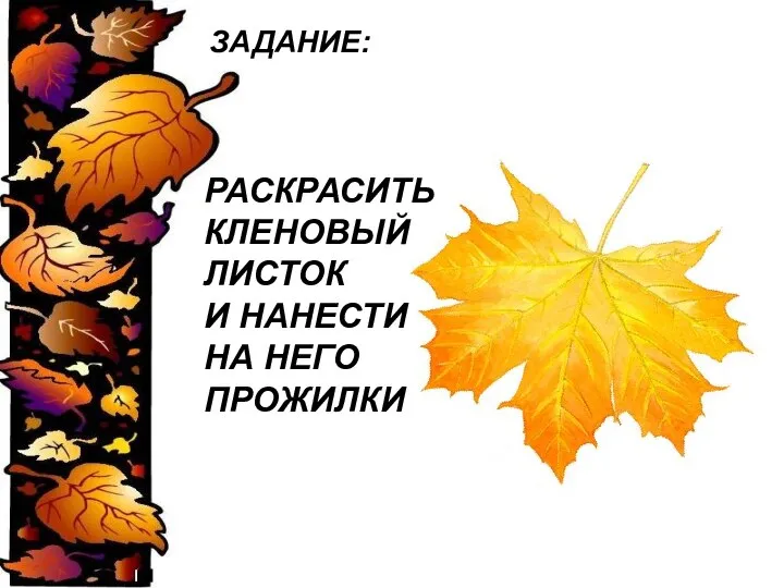 ЗАДАНИЕ: РАСКРАСИТЬ КЛЕНОВЫЙ ЛИСТОК И НАНЕСТИ НА НЕГО ПРОЖИЛКИ