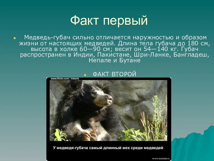 Факт первый Медведь-губач сильно отличается наружностью и образом жизни от настоящих медведей.