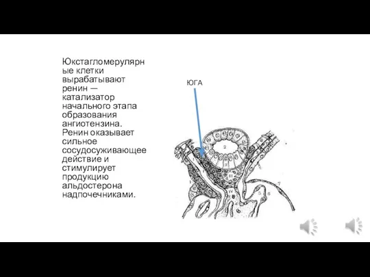 Юкстагломерулярные клетки вырабатывают ренин — катализатор начального этапа образования ангиотензина. Ренин оказывает