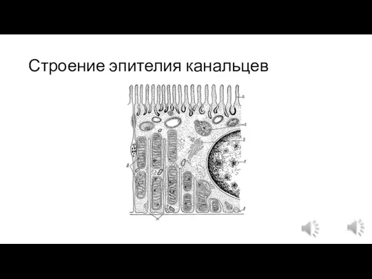 Строение эпителия канальцев