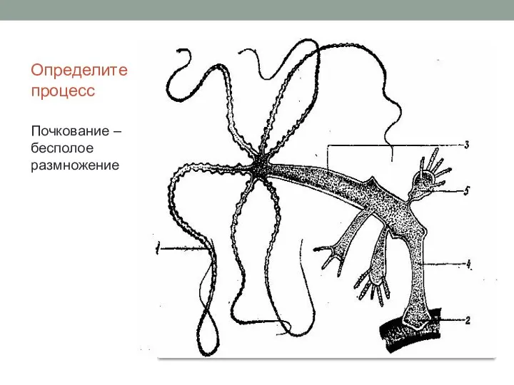 Определите процесс Почкование – бесполое размножение