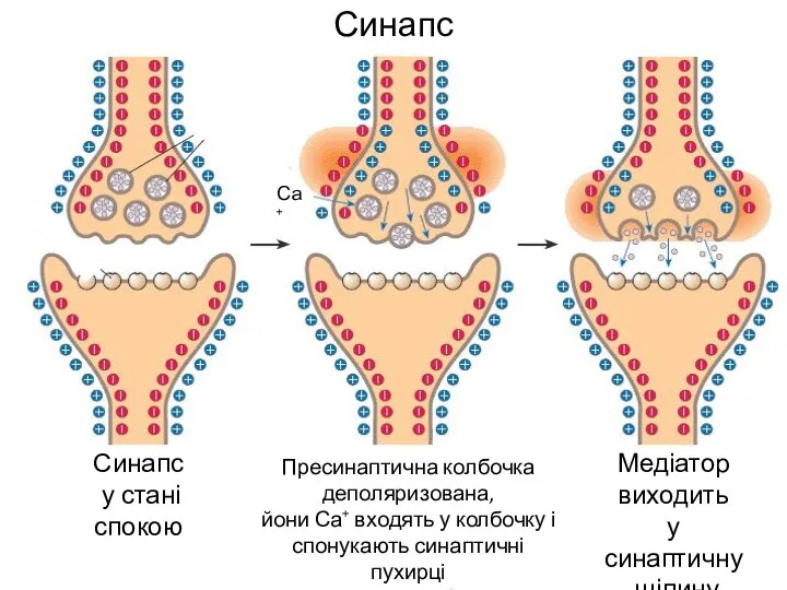 Синапс Синапс у стані спокою Пресинаптична колбочка деполяризована, йони Са+ входять у