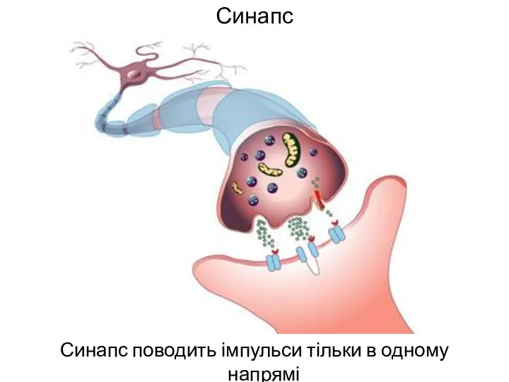 Синапс Синапс поводить імпульси тільки в одному напрямі