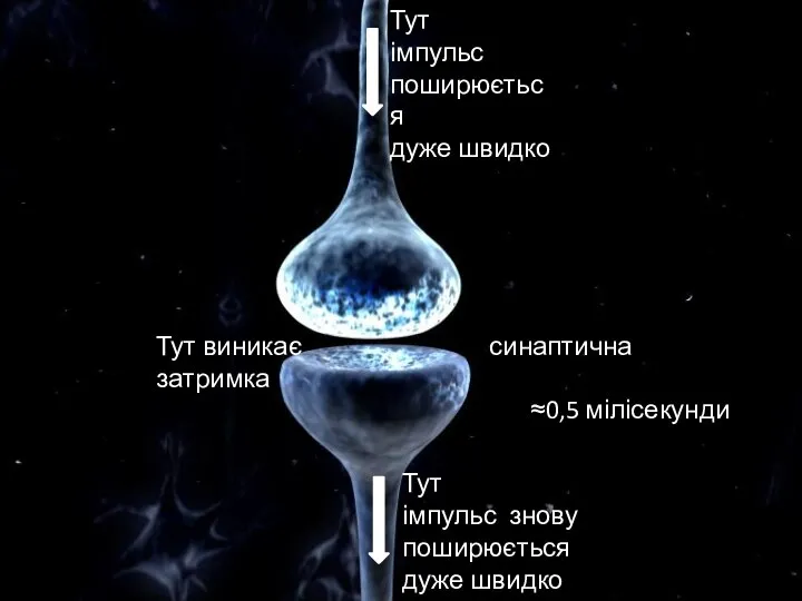 Синапс Тут імпульс поширюється дуже швидко Тут виникає синаптична затримка ≈0,5 мілісекунди