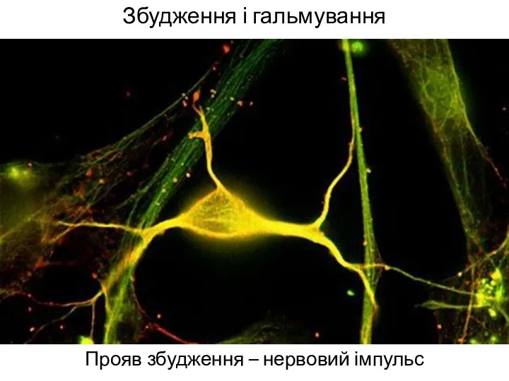 Збудження і гальмування Прояв збудження – нервовий імпульс