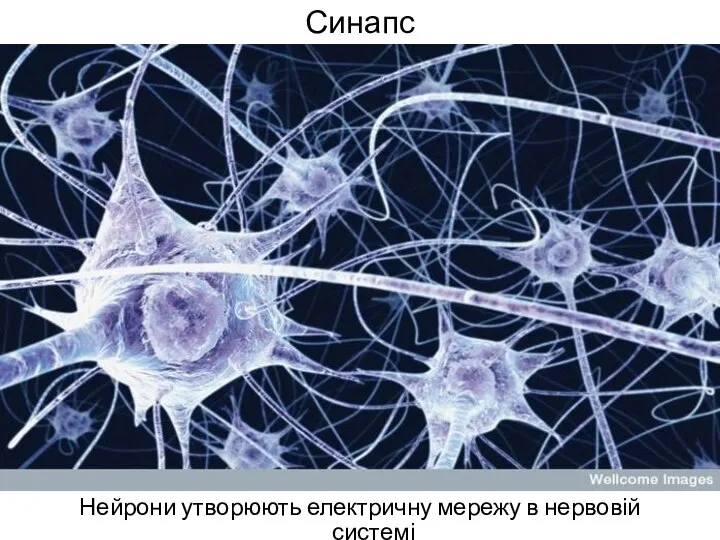 Синапс Нейрони утворюють електричну мережу в нервовій системі