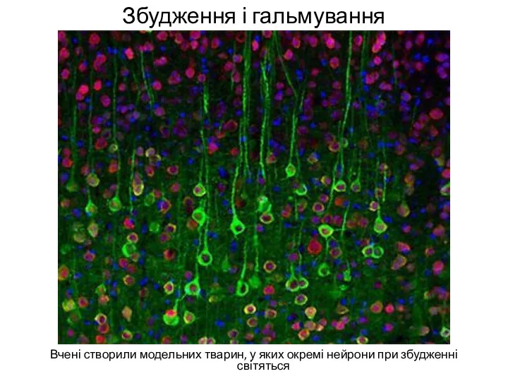 Збудження і гальмування Вчені створили модельних тварин, у яких окремі нейрони при збудженні світяться