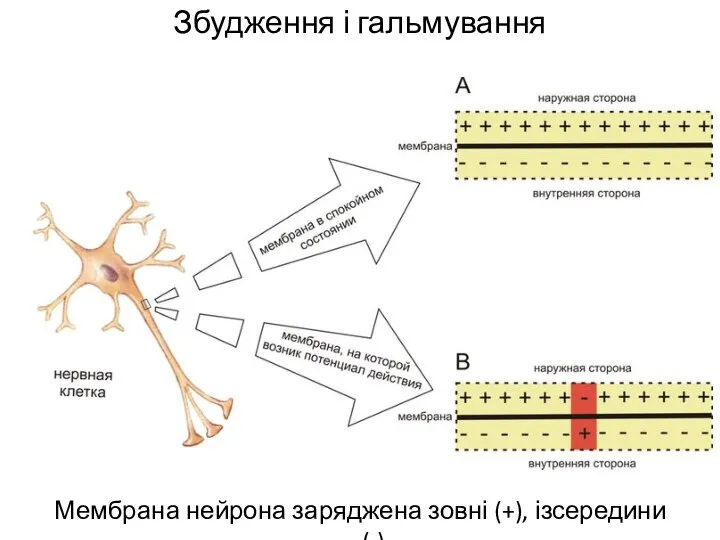 Збудження і гальмування Мембрана нейрона заряджена зовні (+), ізсередини (-)