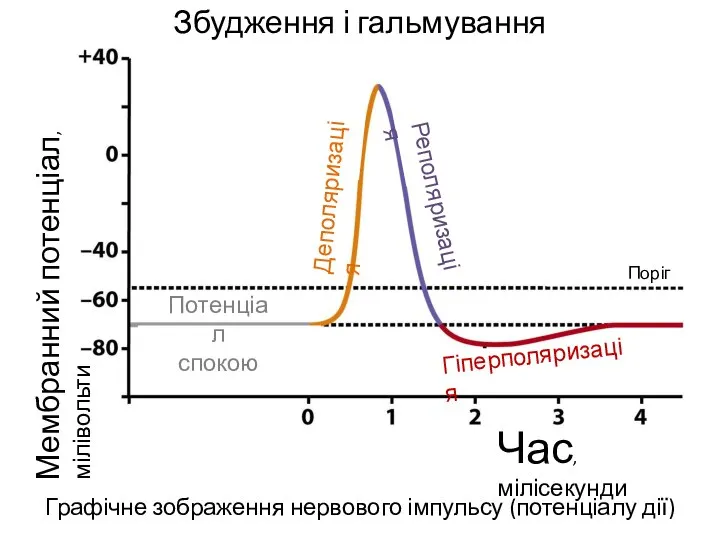 Збудження і гальмування Графічне зображення нервового імпульсу (потенціалу дії) Час, мілісекунди Мембранний
