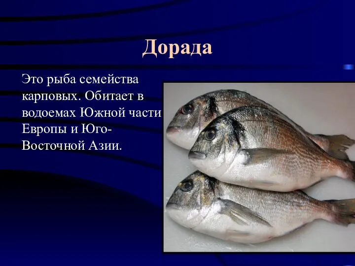Дорада Это рыба семейства карповых. Обитает в водоемах Южной части Европы и Юго-Восточной Азии.