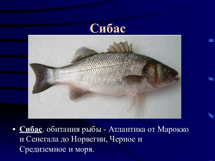 Сибас Сибас. обитания рыбы - Атлантика от Марокко и Сенегала до Норвегии,