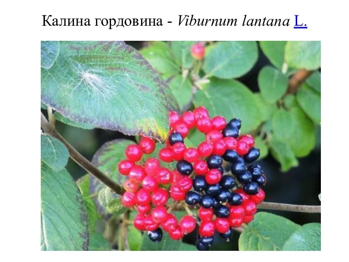 Калина гордовина - Viburnum lantana L.