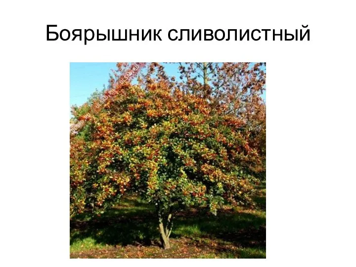 Боярышник сливолистный