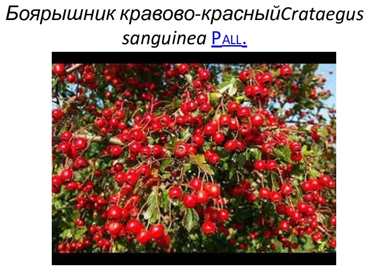 Боярышник кравово-красныйCrataegus sanguinea Pall.