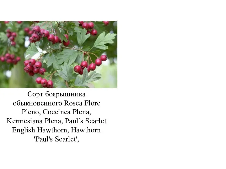 Сорт боярышника обыкновенного Rosea Flore Pleno, Coccinea Plena, Kermesiana Plena, Paul’s Scarlet