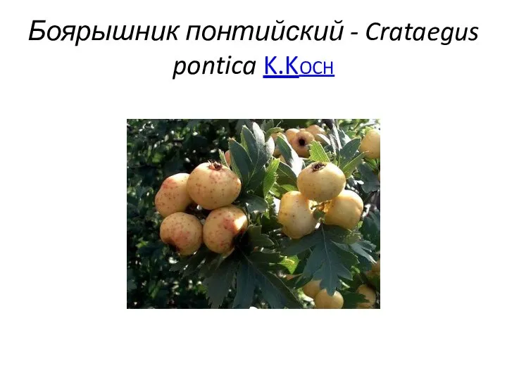 Боярышник понтийский - Crataegus pontica K.Koch