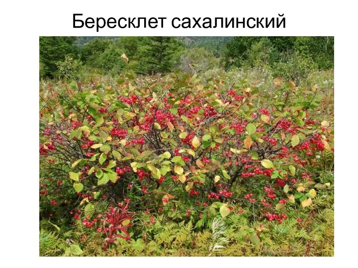 Бересклет сахалинский