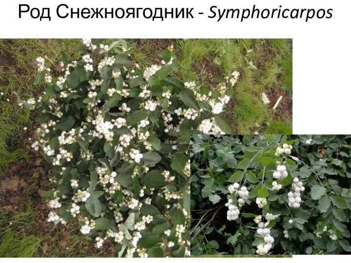 Род Снежноягодник - Symphoricarpos