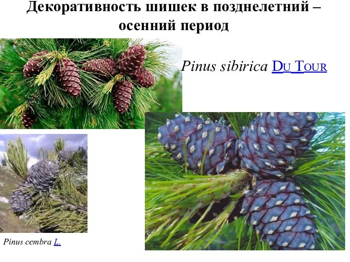 Декоративность шишек в позднелетний – осенний период Pinus sibirica Du Tour Pinus cembra L.