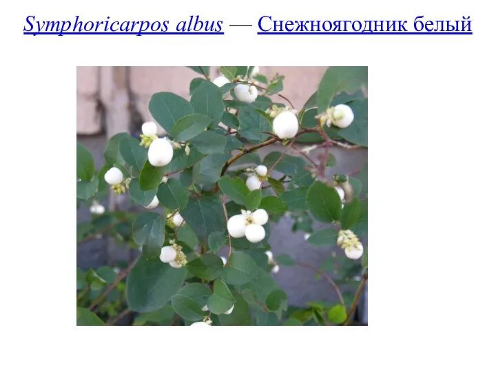 Symphoricarpos albus — Снежноягодник белый