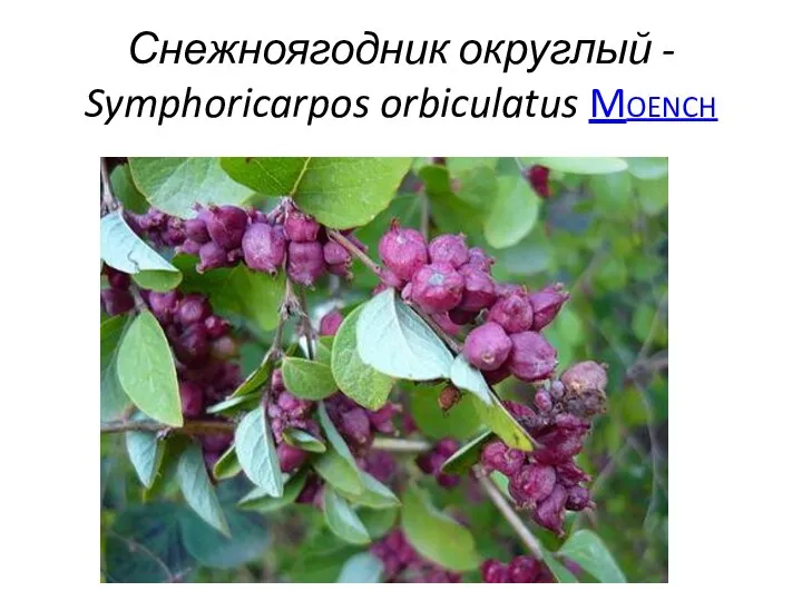 Снежноягодник округлый - Symphoricarpos orbiculatus Moench