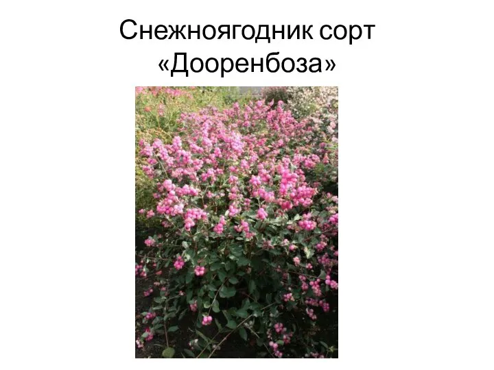 Снежноягодник сорт «Дооренбоза»