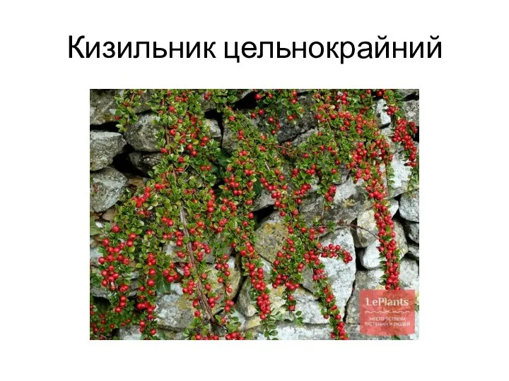 Кизильник цельнокрайний