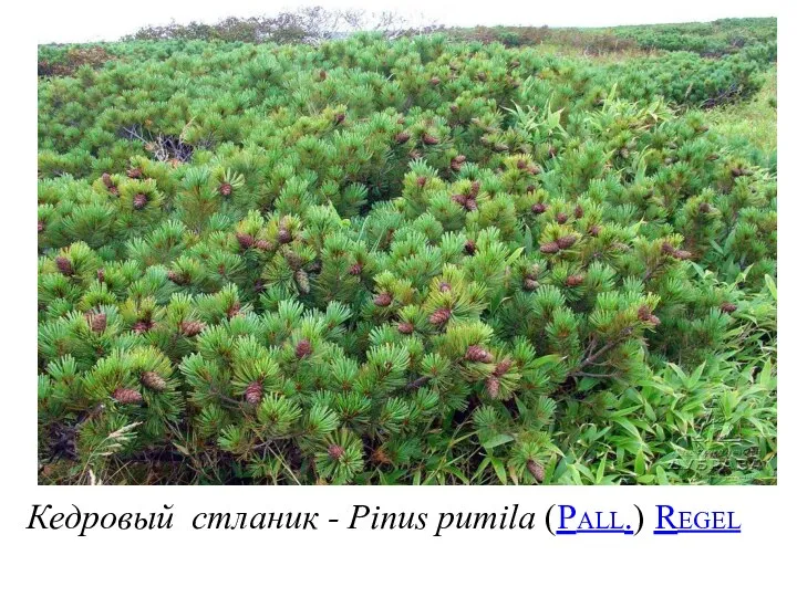 Кедровый стланик - Pinus pumila (Pall.) Regel