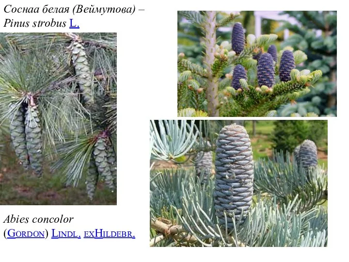 Соснаа белая (Веймутова) – Pinus strobus L. Abies concolor (Gordon) Lindl. exHildebr.