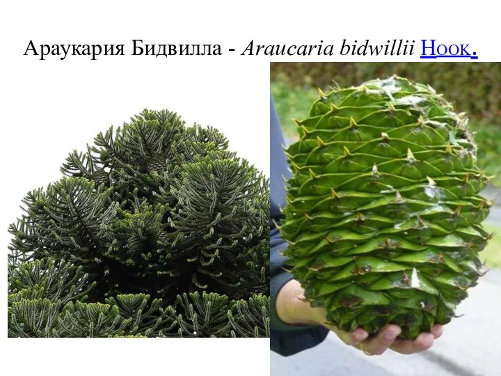 Араукария Бидвилла - Araucaria bidwillii Hook.