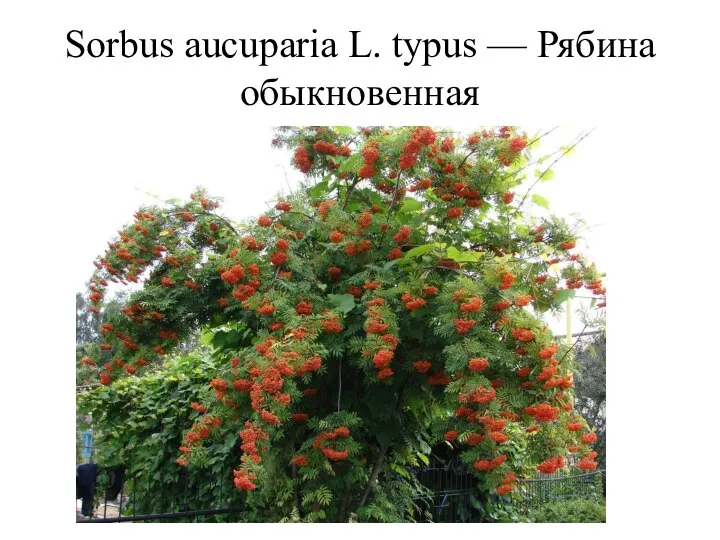 Sorbus aucuparia L. typus — Рябина обыкновенная