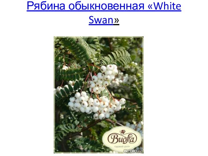 Рябина обыкновенная «White Swan»