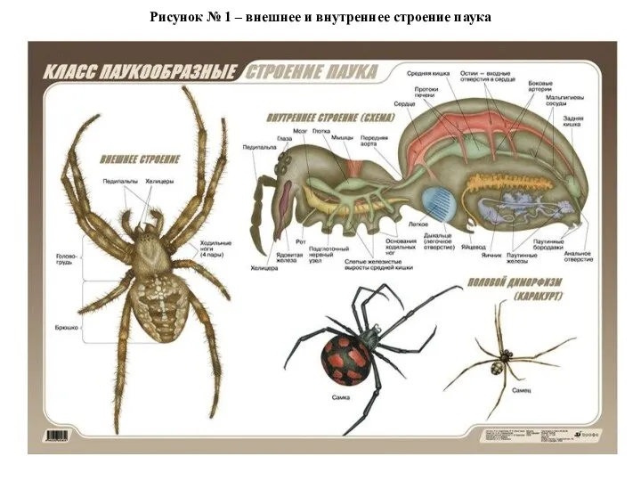 Рисунок № 1 – внешнее и внутреннее строение паука