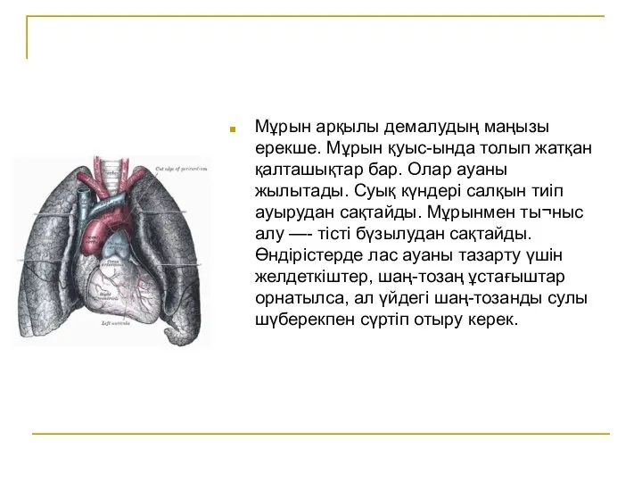 Мұрын арқылы демалудың маңызы ерекше. Мұрын қуыс-ында толып жатқан қалташықтар бар. Олар