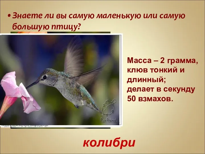 Знаете ли вы самую маленькую или самую большую птицу? Масса – 2