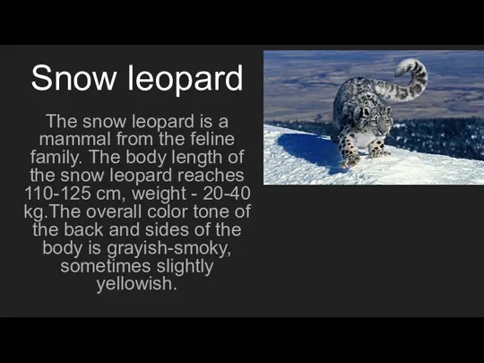 Snow leopard The snow leopard is a mammal from the feline family.