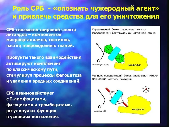 Роль СРБ - «опознать чужеродный агент» и привлечь средства для его уничтожения