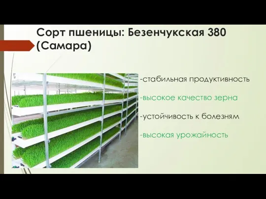 Сорт пшеницы: Безенчукская 380 (Самара) -стабильная продуктивность -высокое качество зерна -устойчивость к болезням -высокая урожайность